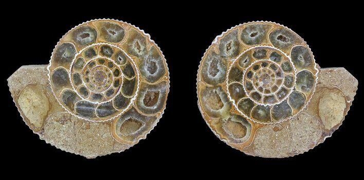 Cut & Polished Ammonite (Perisphinctes) Fossil #53856